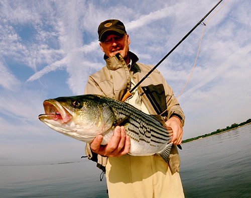 The stripers become almost a different species while on the flats. They go from blitzi