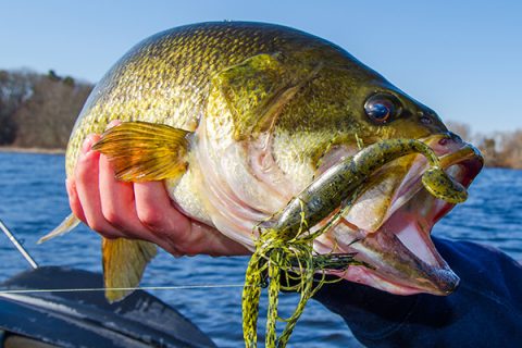 Jigging Bass