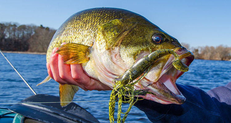 Jigging Bass