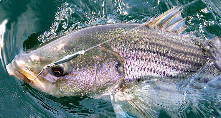 Learning to effectively use diamond jigs will give you an advantage when the bass are hanging in deep water during the summer.