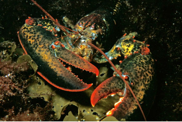  Lobsters are a preferred prey of big striped bass. While lobstering, many divers have reported that striped bass will follow them and try to eat any undersized lobsters they release.  