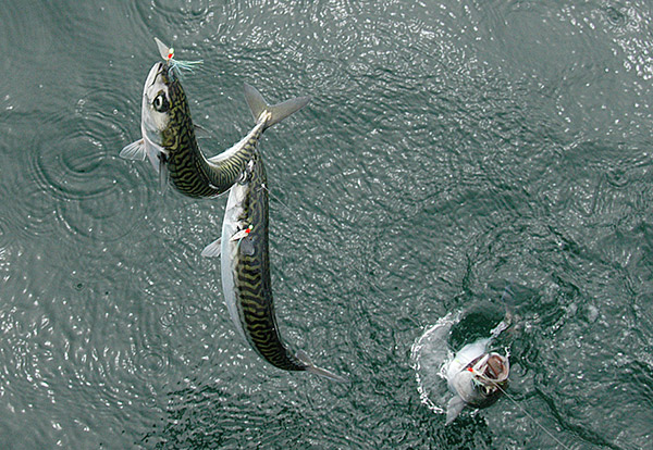 Striper candy! Captain Mike Bousaleh attaches a Butterfly-style jig to the end of a Sabiki rig and will often troll to top off his live-well full of mackerel.