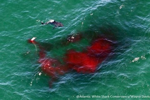 New App Tracks White Shark Sightings