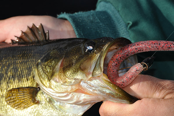 soft plastic largemouth