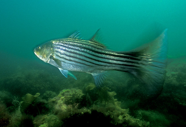 One particular striped bass seemed to understand that if it led the author to a hiding lobster, he would supply it with a free meal.