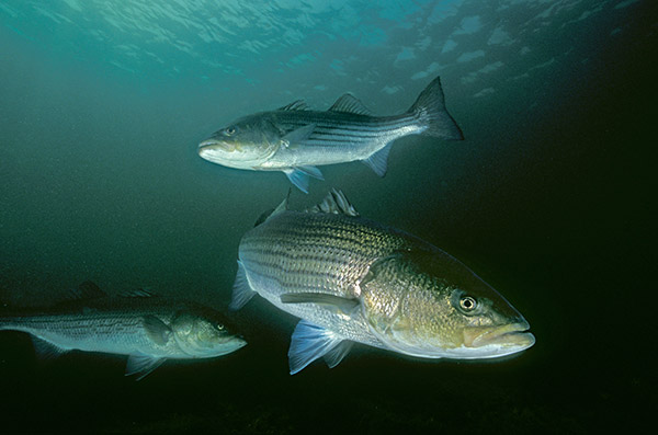 Striped bass often appear in the same areas each season, and can be distinguished by their particular markings or old wounds.