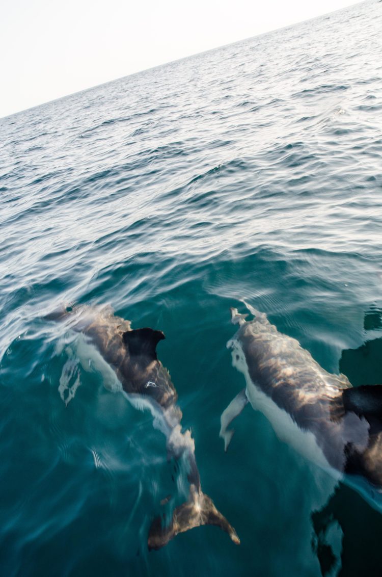 White sided dolphins playing in the bow wave of the Riptide. 