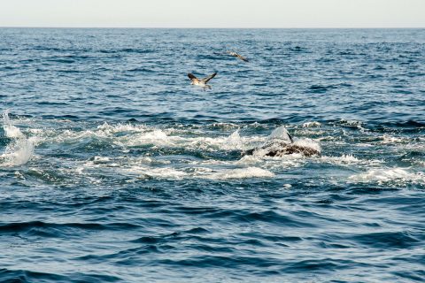 Crash Course in South of the Vineyard Bluefin