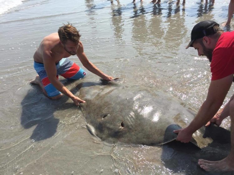 A big butterfly ray was caught in the Brigantine according to Riptide Bait and Tackle.