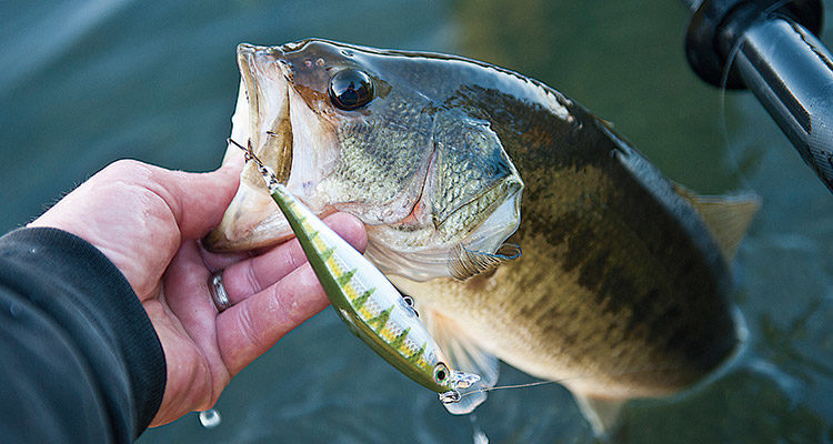 Rapala Shadow Rap Shad
