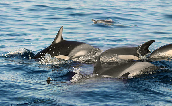 Many times the yellowfin will follow schools of porpoises