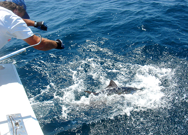 On The Water contributing writer, Captain Bob Cope leaders an 80-pound bluefin.