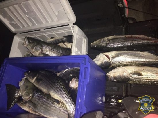 illegal Massachusetts Striped Bass
