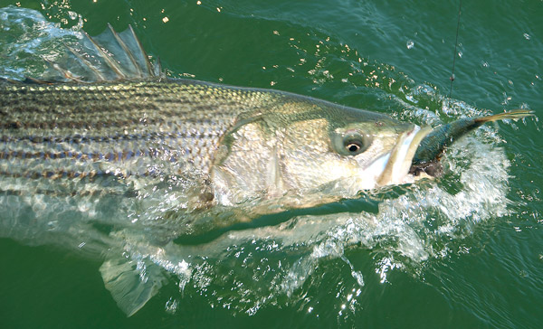 Live bunker is the best bet for tempting the big linesiders.