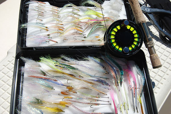 Fly anglers will do well with slim, colorful flies fished on 9- to 10-weight fly rods.