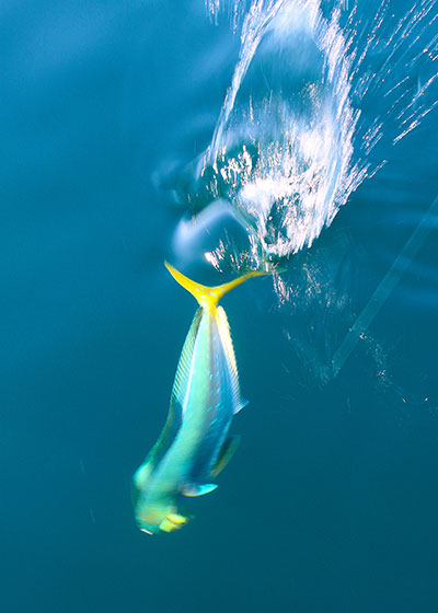 If you leave a hooked mahi in the water near the boat, it will attract its friends