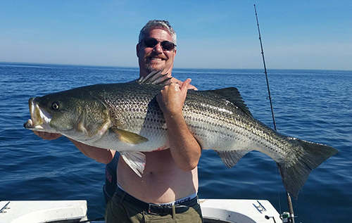 Another 40 pounder taken on mackerel by Minot
