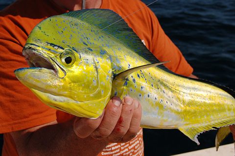 Mahi are one of the most beautiful offshore fish