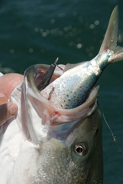 Snagging and dropping is very effective, but care must be taken not to gut-hook the bass. Rehooking the bunker on a single hook is often a better idea.