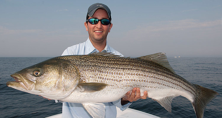 Contrary to most striped bass fishing, the afternoon is generally better than the morning for big bass on bunker.