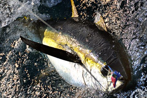 Top 10 Canyon Trolling Lures