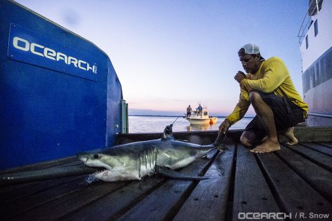 Costa Announces OCEARCH Sweepstakes for Shark Enthusiasts