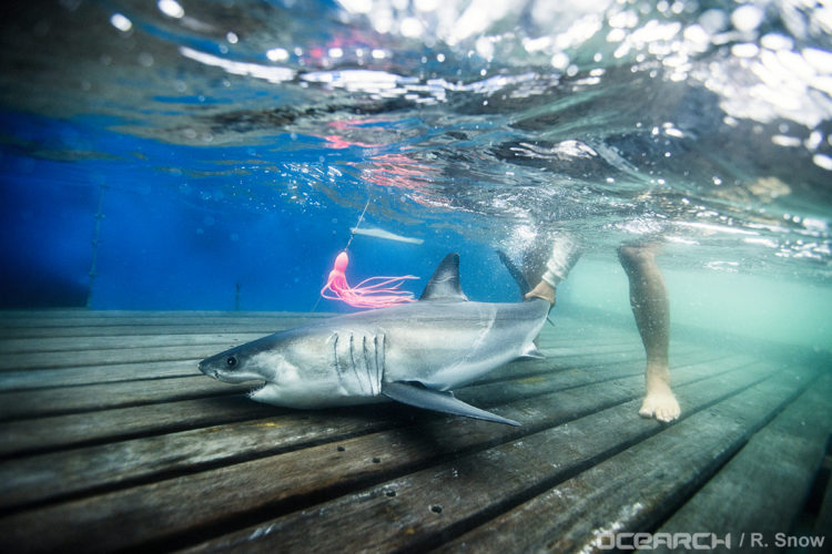 Sharks are caught on rod and reel and brought to the lift platform where the OCEARCH team goes to work, taking measurements, blood samples, and fin clippings.