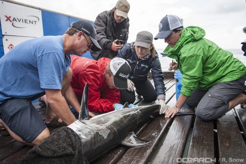 Tagging Juvenile White Sharks with OCEARCH