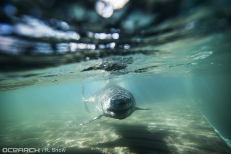 08232016_OCEARCH_NewYork_0322
