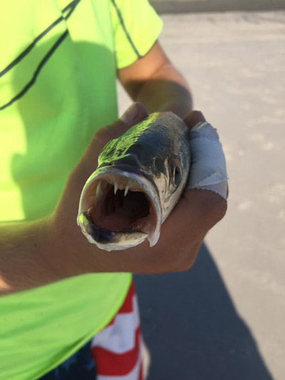 Weakfish