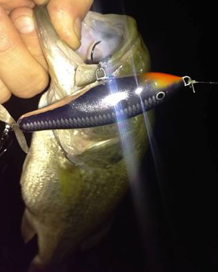 Don Kelly caught this bass on topwater after dark on Hamilton Lake.