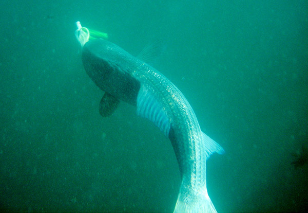 Bright-colored jigs seem to get the most notice from Boston Harbor stripers.