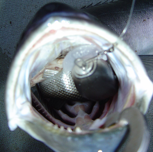 With all things being equal, just what is it that these suddenly selective, rubber-chomping bluefish are trying to do to us anyway? Is it deliberate? Is it personal? Or do they just enjoy chopping things up indiscriminately? Repairing your soft plastics instead of throwing them away can go a long way toward saving money over the course of a season.