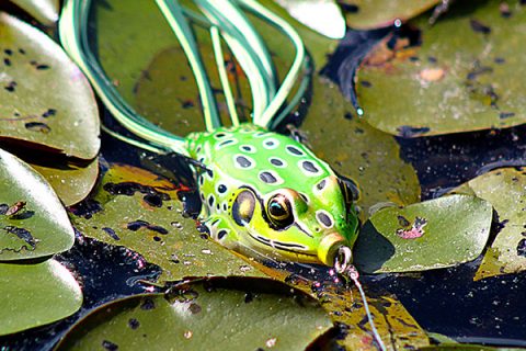 hollow bodied frog largemouth lure