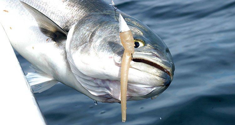 Lockjaw Bluefish