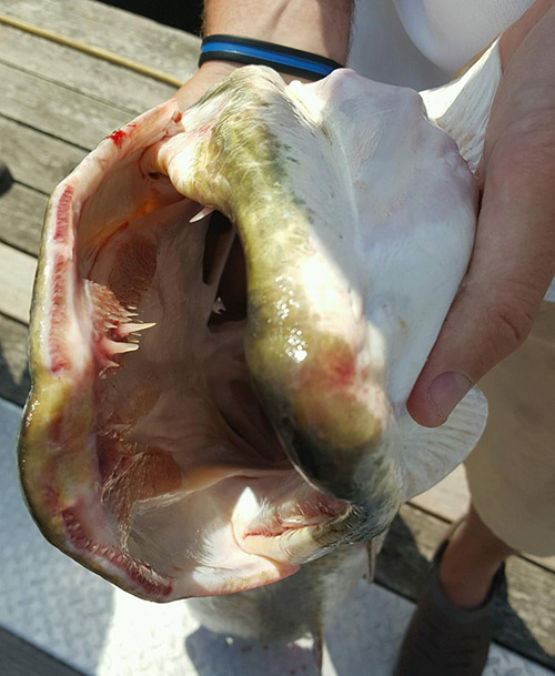 Muskie jaws