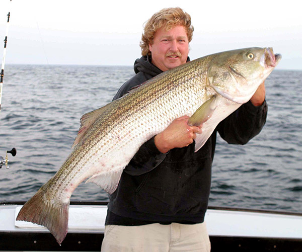 Bunker chunks are one of the best baits to tempt huge stripers like this 50-pounder caught by Rick Adams.