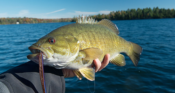 This reef-dwelling smallmouth ate a 4.5 inch Roboworm Fat Straight Tail Worm.