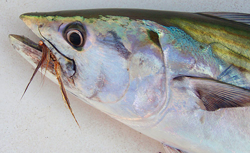 Slender baitfish imitations like the The Foxy Bone are excellent flies for fooling bonito.