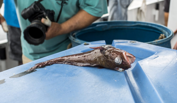 A few small hakeling were also taken during the trip. 