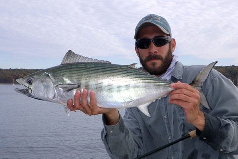 These mysterious members of the mackerel family are prized both as great fighters and great eating.