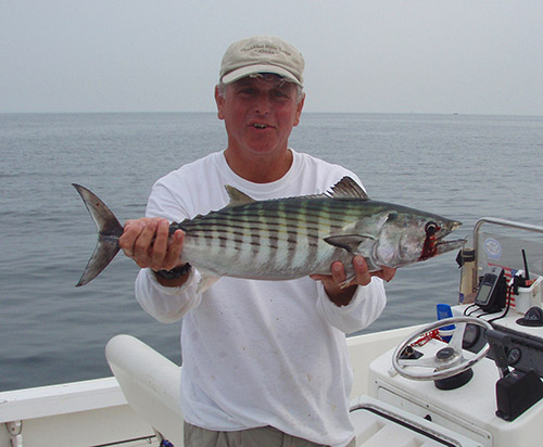 Bonito can be distinguished from false albacore by their straight horizontal stripes and dark vertical bars.