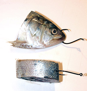 The best parts of the bunker for hook baits are the head and the first cut after the head. The rest is often cut up and tossed over the side as chum.