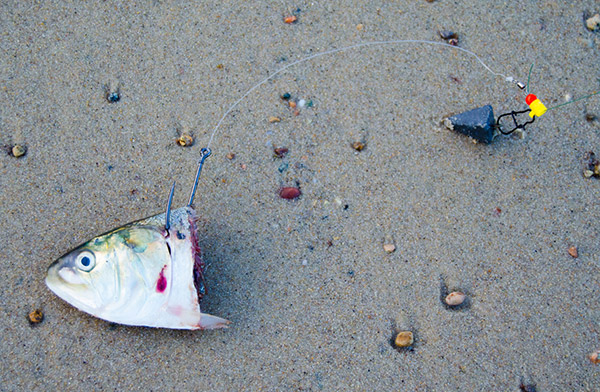 A short leader makes it easier to cast the bait and weight.