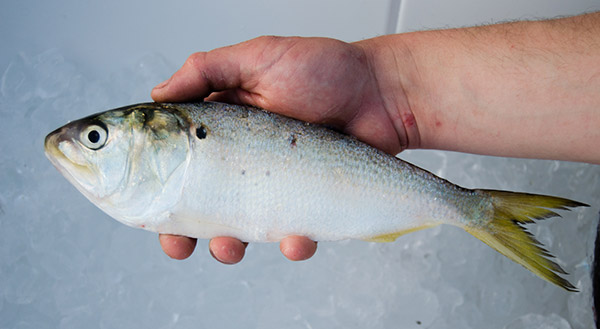 When picking out baits at the tackle shop, look for bunker with clear eyes and shiny scales.