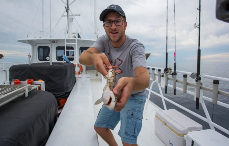 While we were spared from spiny dogfish on this trip, there was a close relative, the chain catshark, caught. 