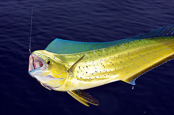 Most dolphin caught under the high-flyers will be small, "chicken" dolphin.