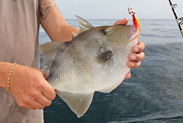 Gray triggerfish
