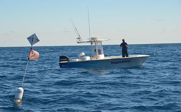 In warm, clean water, any bit of floating debris—logs, weed mats, dead sea turtles, garbage—will attract and hold mahi.
