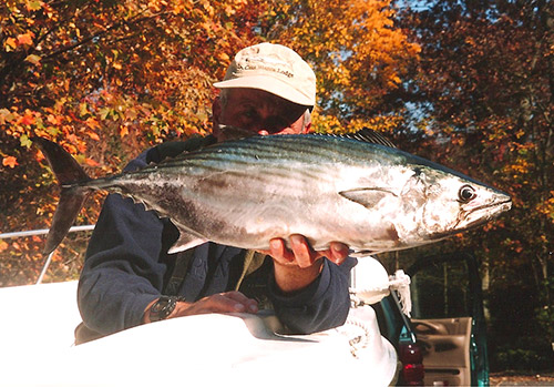 Large bonito will readily feed on large spearing or snapper blues